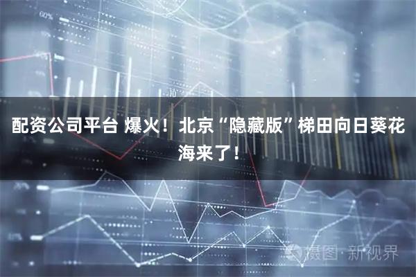 配资公司平台 爆火！北京“隐藏版”梯田向日葵花海来了！